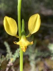 Diuris