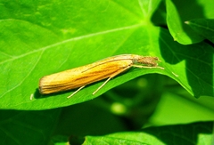 Agriphila tristella