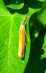 Agriphila tristella