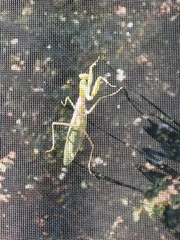 Hierodula transcaucasica