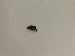 Aglais urticae