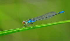 Erythromma viridulum