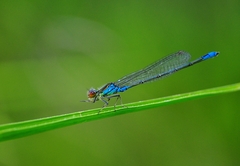 Erythromma viridulum