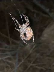 Araneus gemmoides