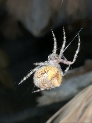 Araneus gemmoides