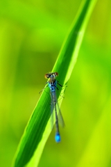 Erythromma viridulum