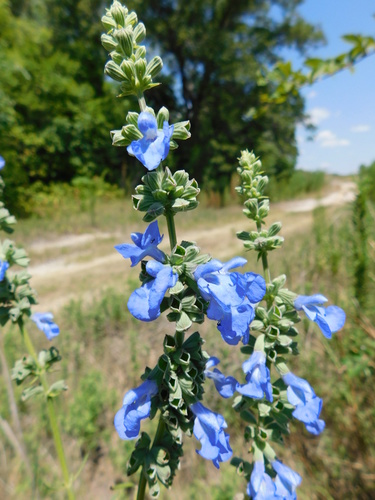 giant blue sage