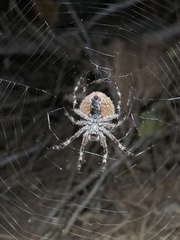 Araneus gemmoides