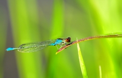 Erythromma viridulum