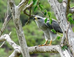Buteo plagiatus