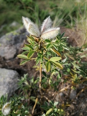 Chamaecytisus hirsutus