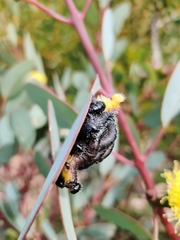 Symphyta