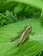 Roeseliana roeselii