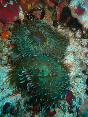 Heteractis