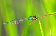 Erythromma viridulum