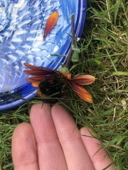 Bombus