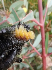Symphyta