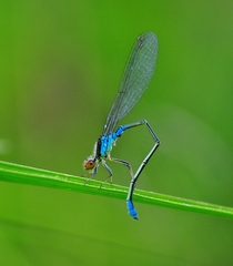 Erythromma viridulum