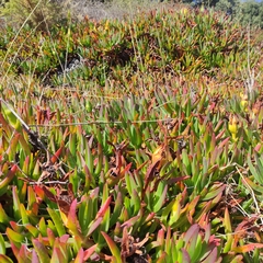 Carpobrotus edulis