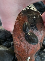 Chiton glaucus