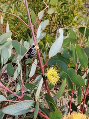 Symphyta
