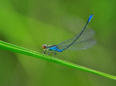 Erythromma viridulum