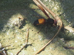 Vespa affinis