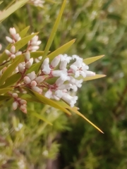 Styphelieae