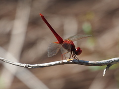 Crocothemis servilia