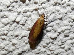 Oncocera semirubella