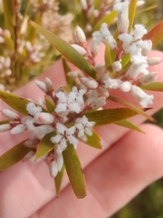 Styphelieae