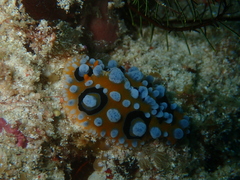 Phyllidia ocellata