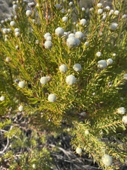 Leucadendron linifolium