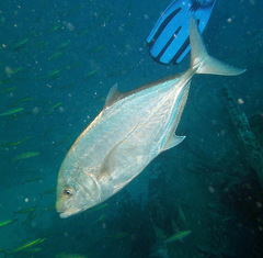Flavocaranx bajad