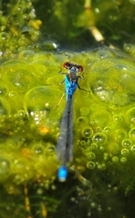 Erythromma viridulum