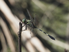 Orthetrum sabina