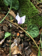 Cyclamen purpurascens