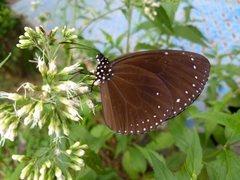 Euploea tulliolus koxinga
