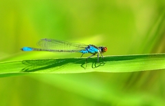 Erythromma viridulum