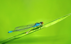 Erythromma viridulum