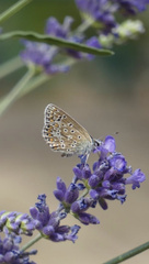 Polyommatus icarus
