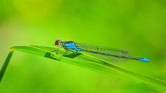 Erythromma viridulum