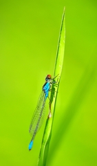 Erythromma viridulum