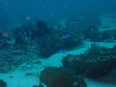 Pomacentrus coelestis