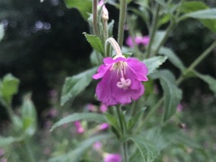 Epilobium hirsutum