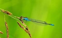 Erythromma viridulum