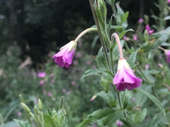 Epilobium hirsutum
