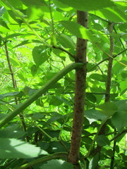 Viburnaceae