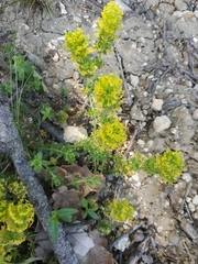 Cruciata taurica