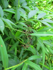 Viburnaceae